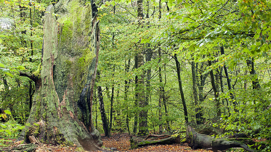 Jugend in die Natur!