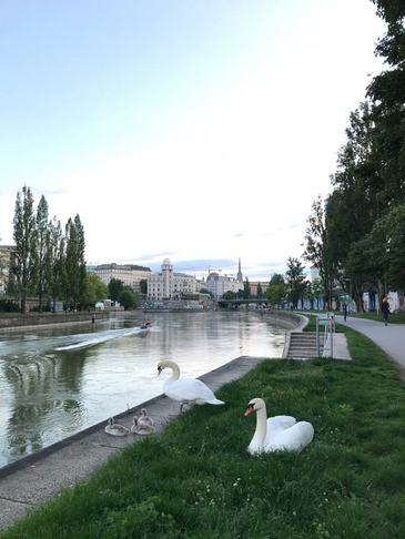 Donaukanal: Zone to NO Drugs @ for a healthy & safe FUTURE 